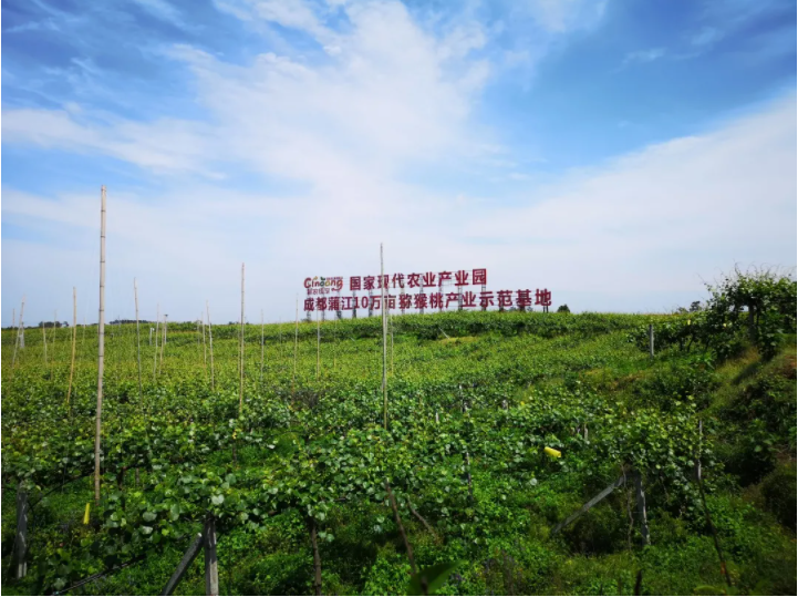 成都蒲江:10萬畝獼猴桃有專業(yè)醫(yī)生把脈問診