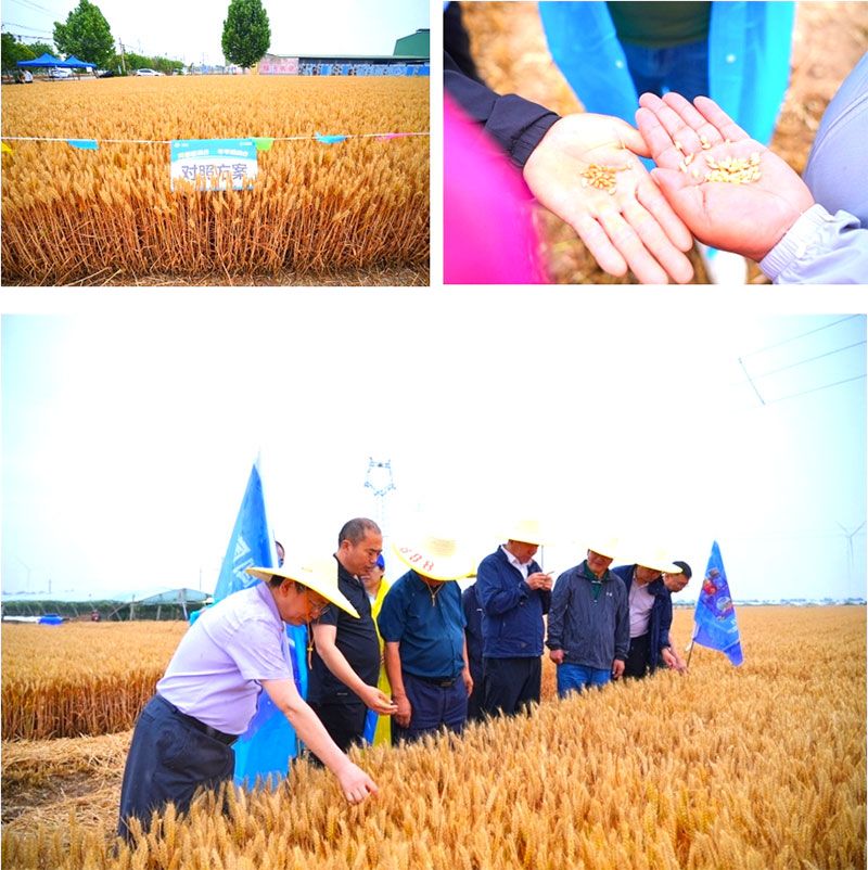 生物技術助力糧食單產顯著提升-“十四五”國家重點研發計劃成果應用觀摩會圓滿落幕