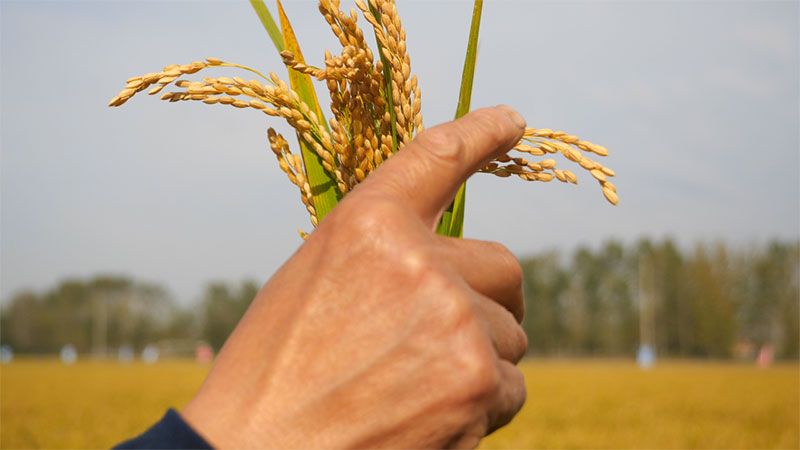 綠色提單產就用冠菌素 開辟糧食抗逆增產新路徑